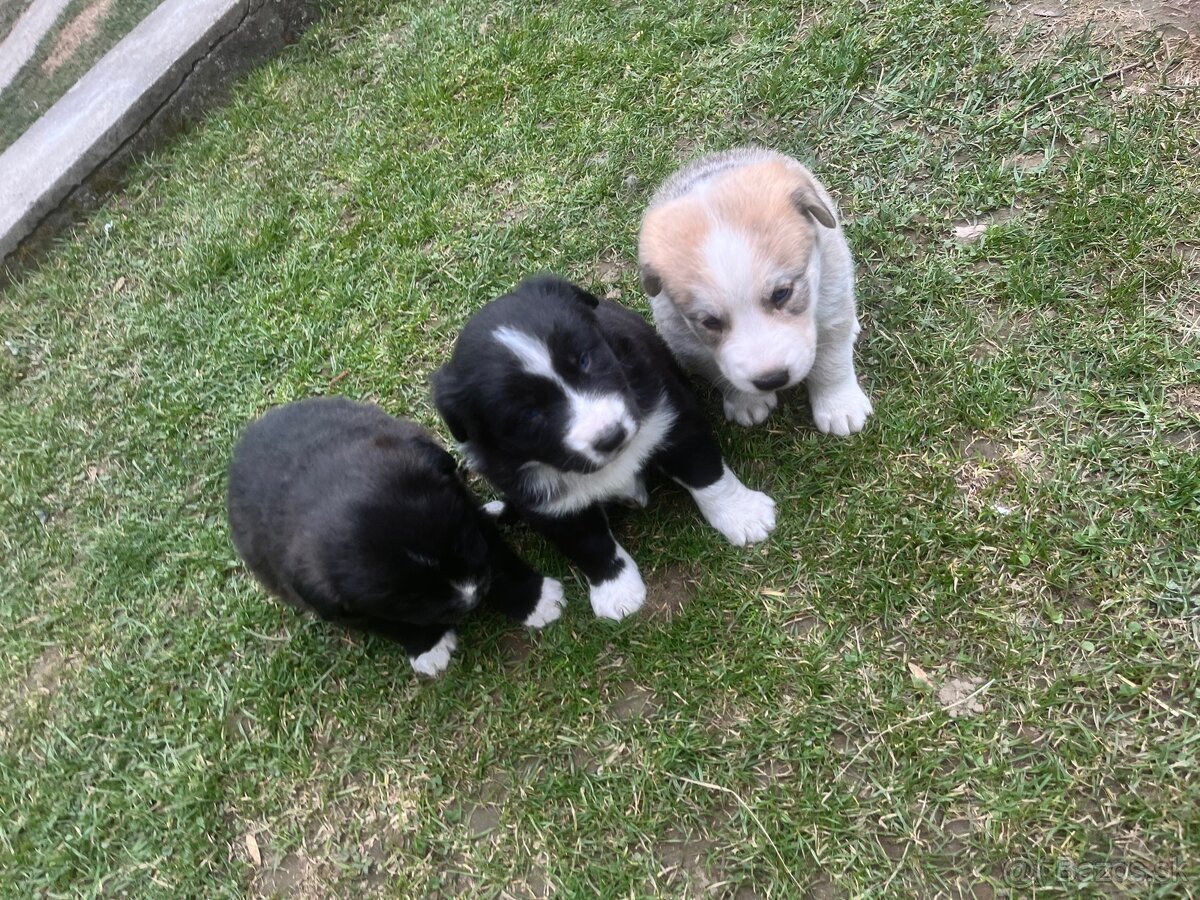 Šteniatka krížence borderkólie - 2