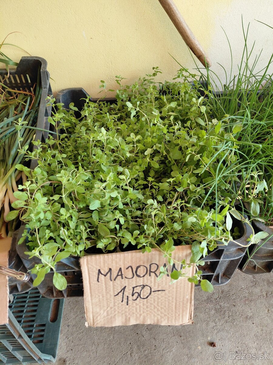 Cibuľa, cesnak, trvalky, pažítka, majoranka - 2