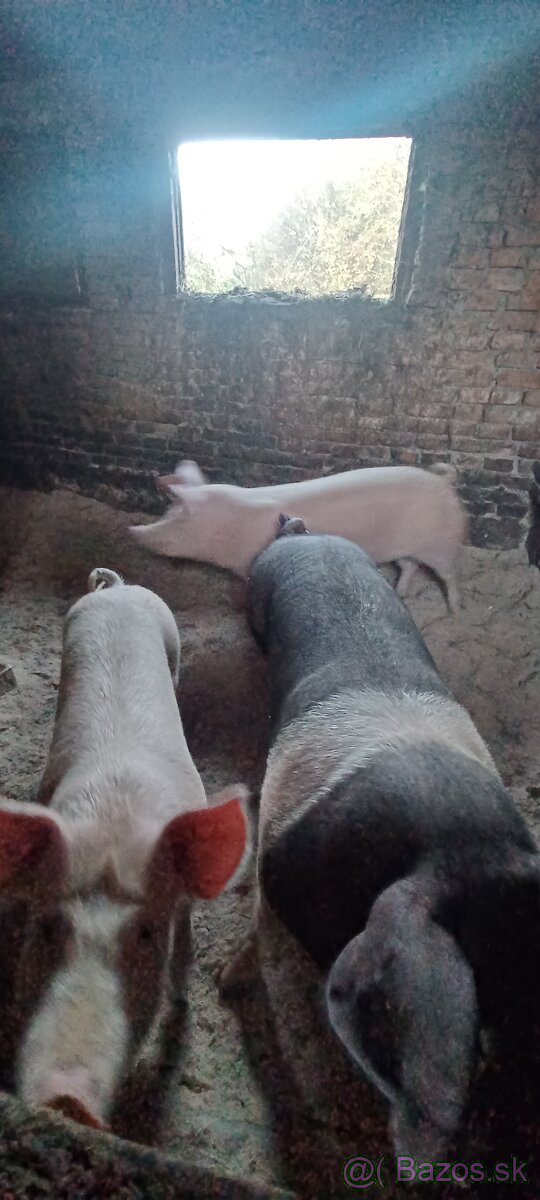 Predam jatočne ošipane - 2