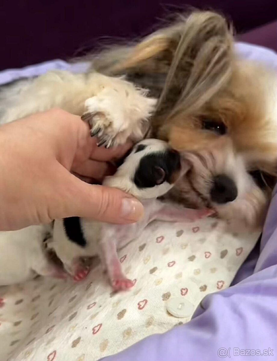 Yorkshirský Terier Biewer - 2