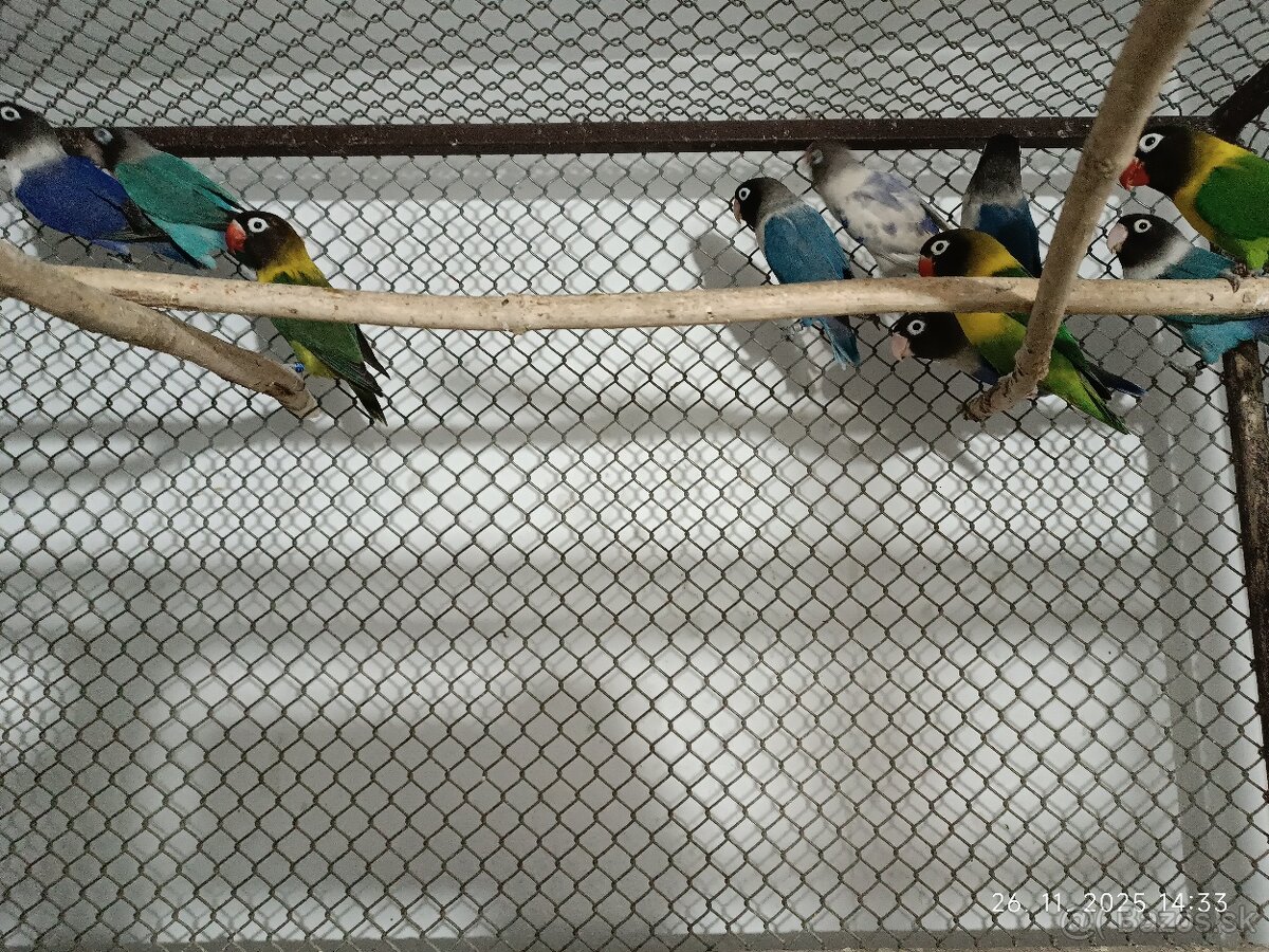 Predám andulky, papagáje horské, agapornisy škraboškové - 2