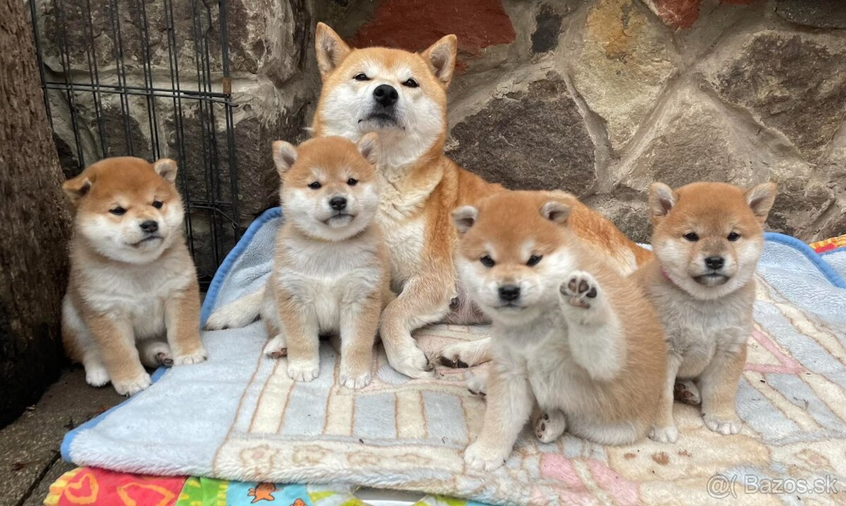 Shiba inu s PP /FCI / - 2