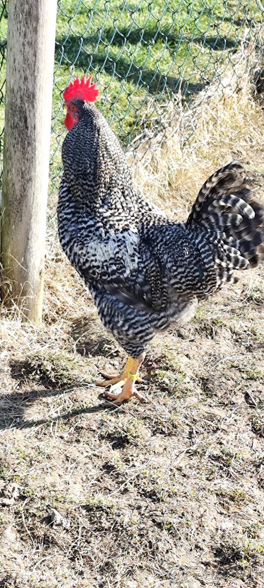 Predám kohútov - 2