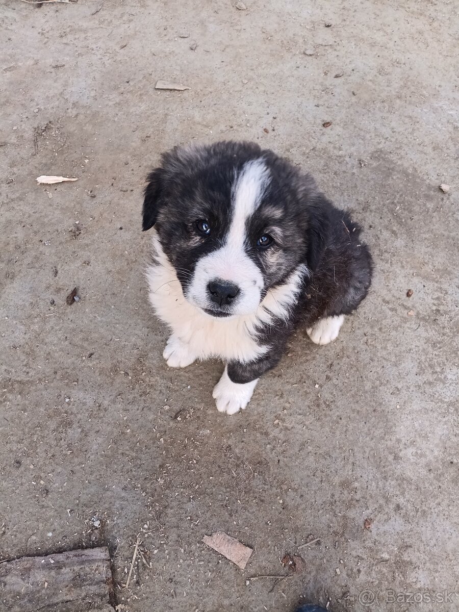 Stredoázijský ovčiak (psík) - 2