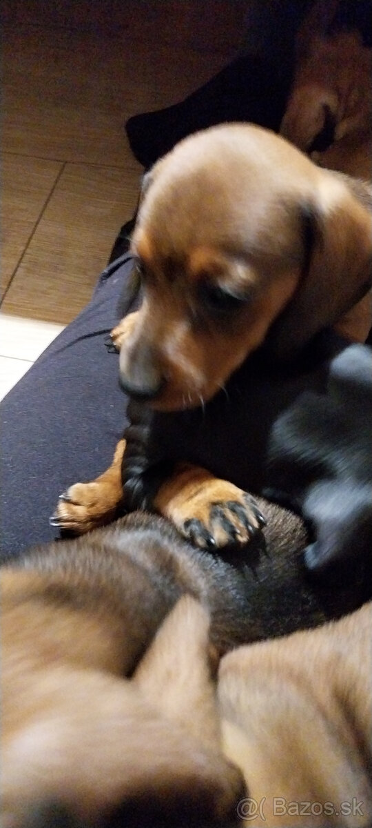 Jazvečík krátkosrstý - 2