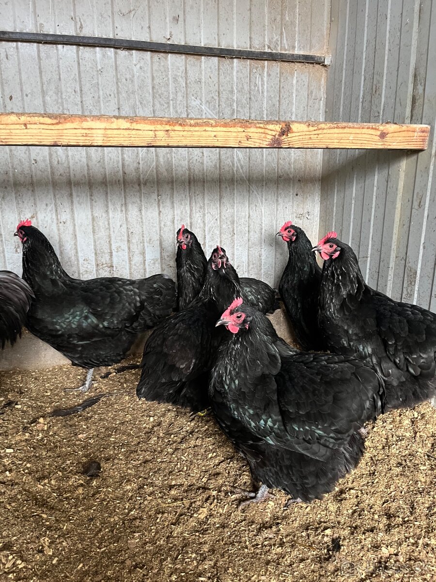 Australorpka - 2