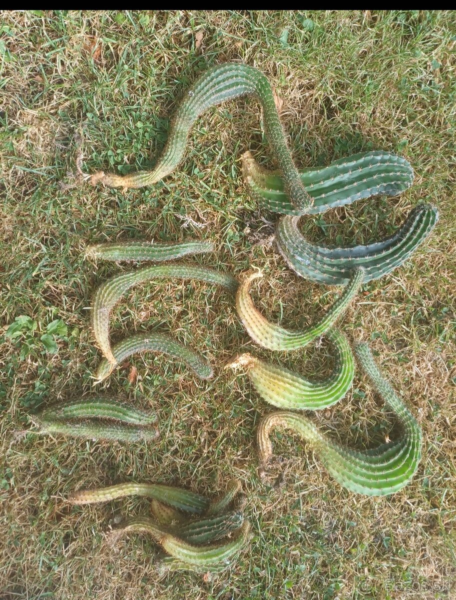 Tucnolist a kaktus - 2