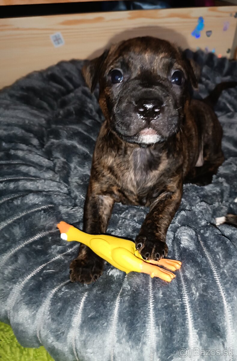 Americký pitbull teriér - 2