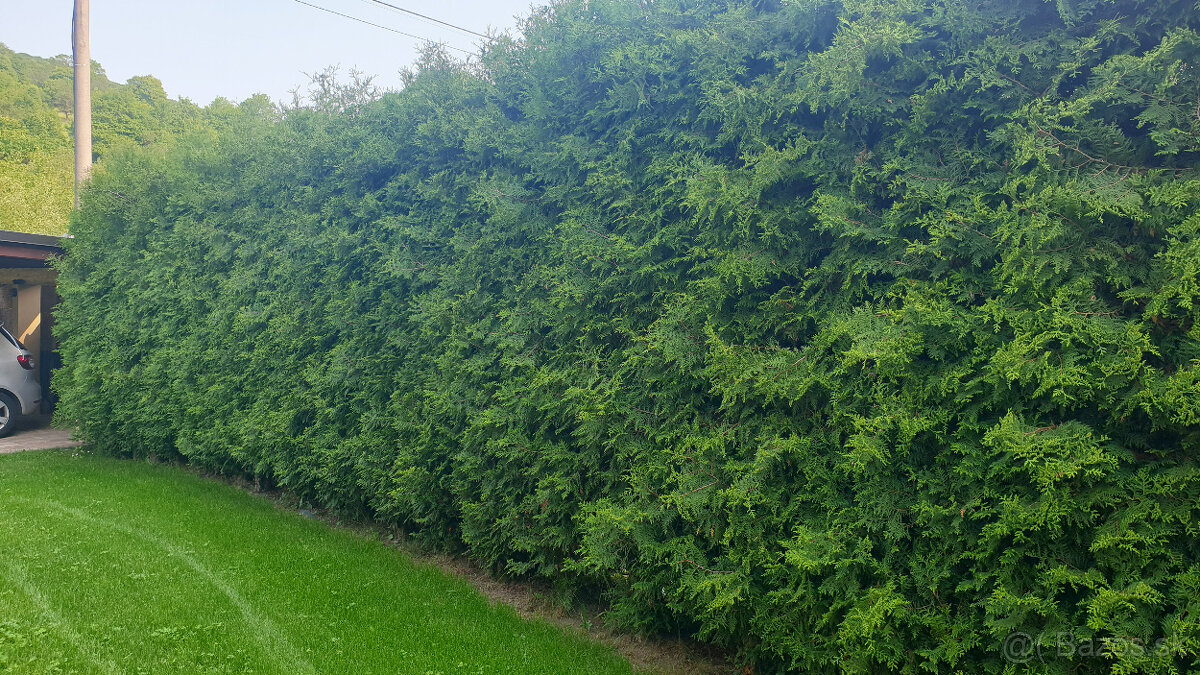 Tuja (živý plot) výška 3m 70ks - 2