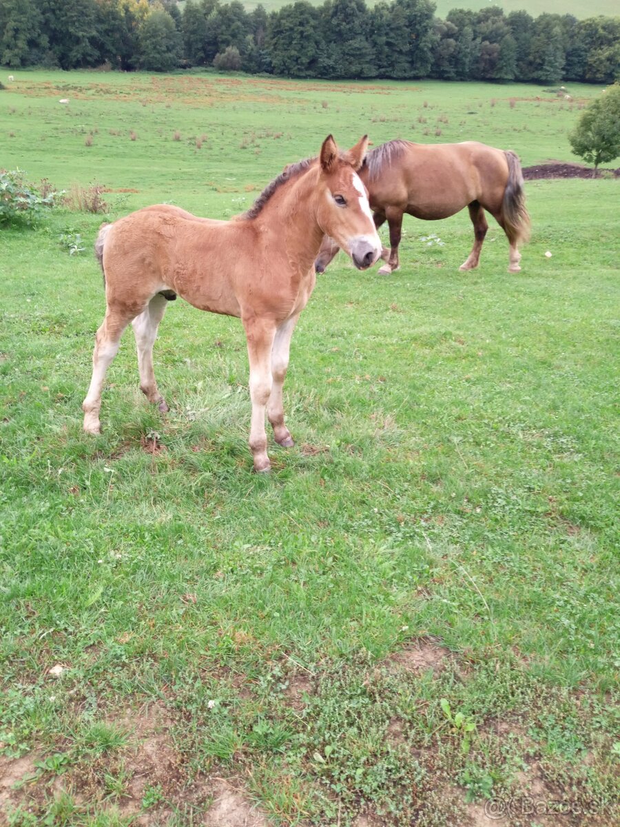 Predám ťažné zriebata - 2