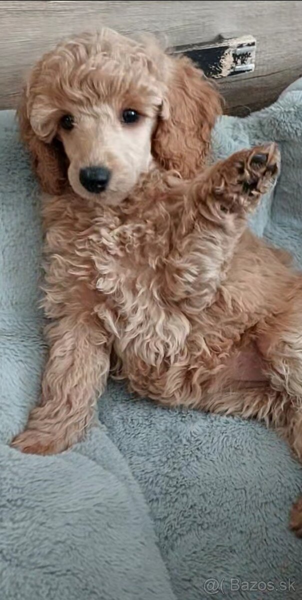 Pudel pudlik fenka s PP - 2