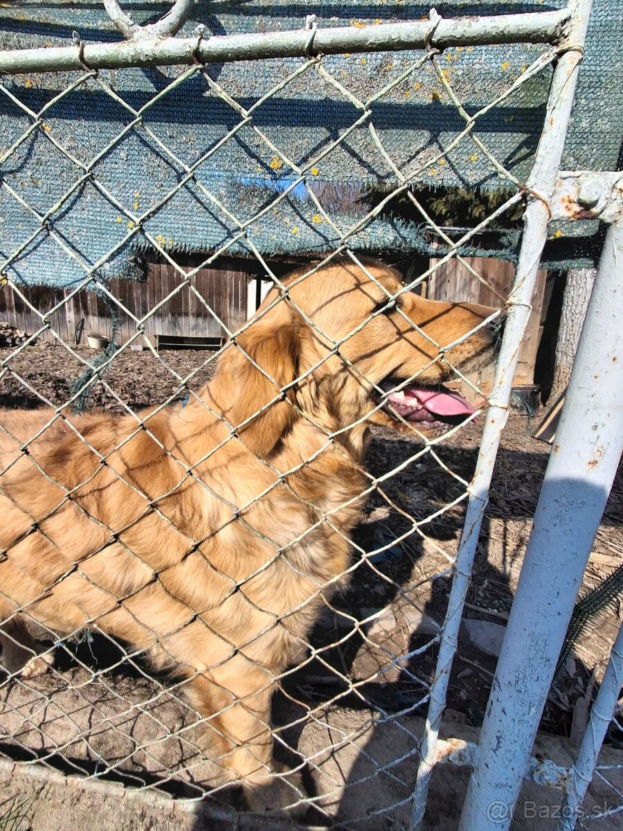 Zlatý retriever - 2