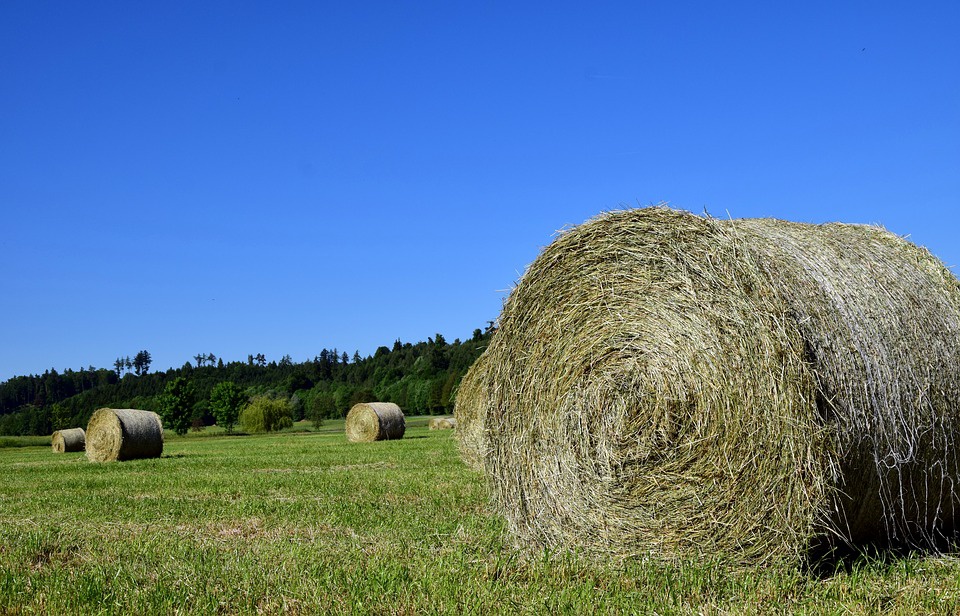 Predám balíky sena - 2
