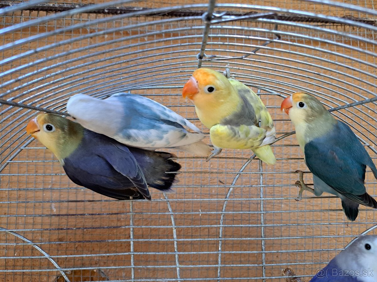 Agapornis fischer - 2