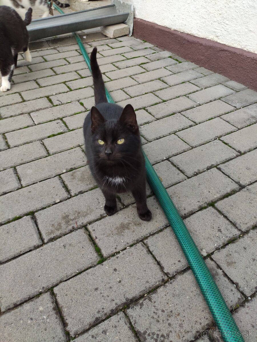 Darujem mačiatka - 2