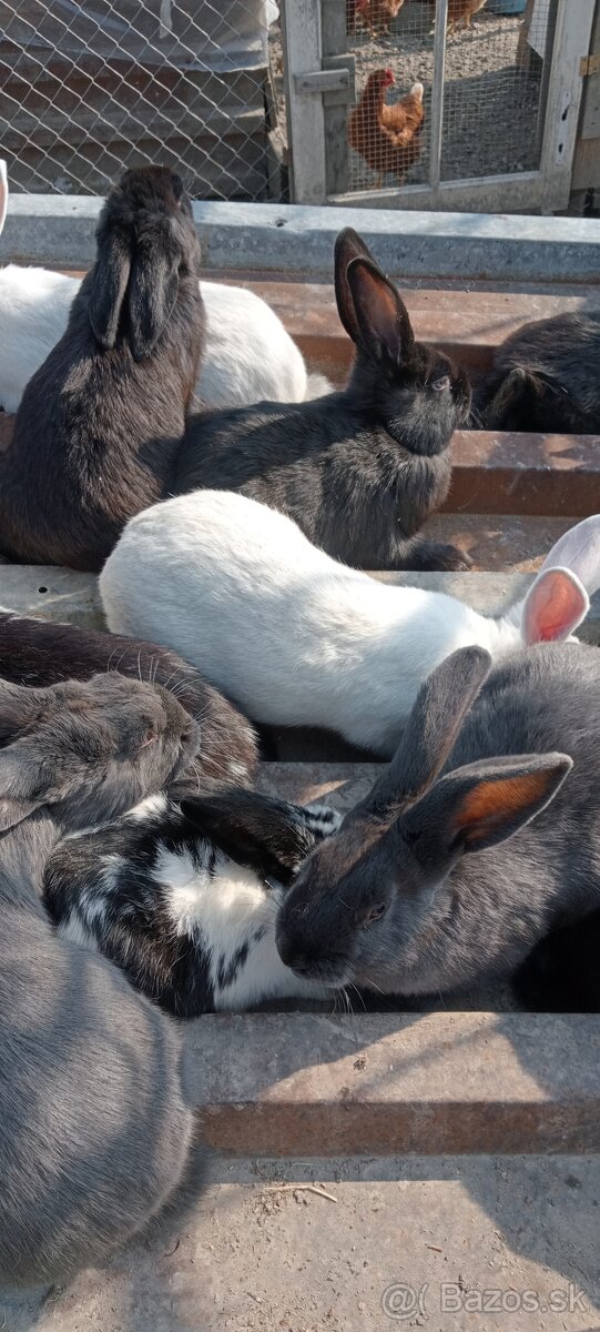 Predám Králiky - 2