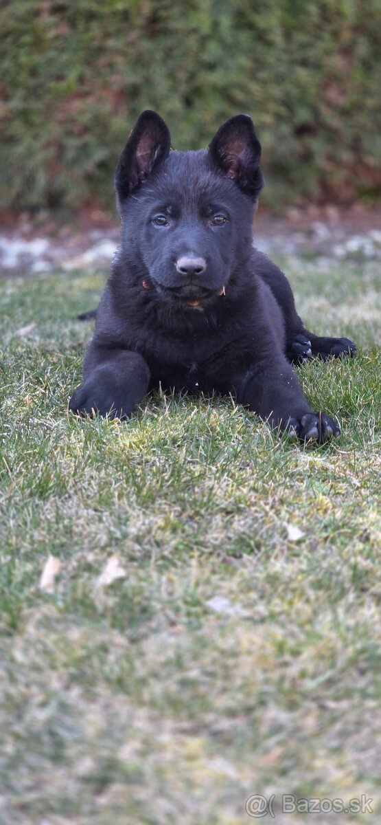 Predám nemecký ovčiak šteniatka s PP - 2