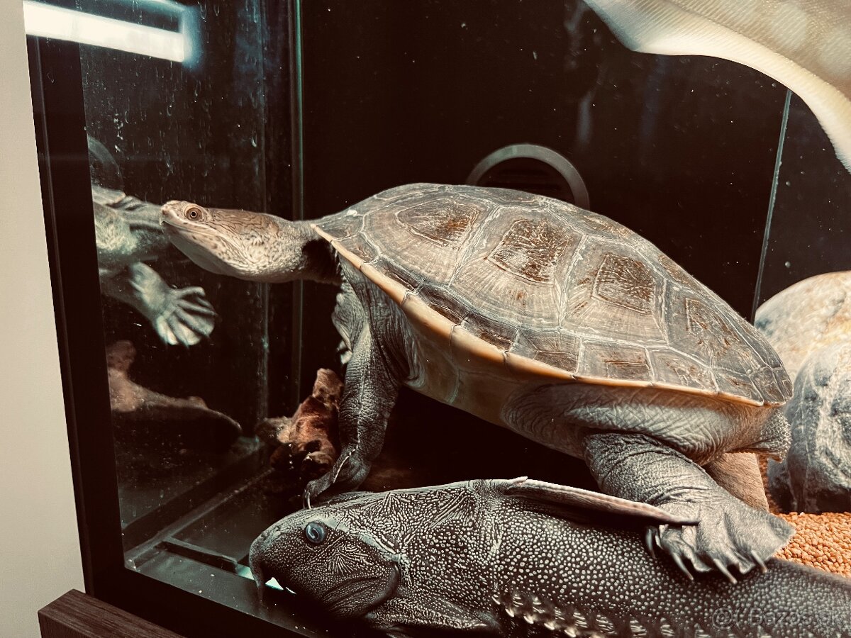 Macrochelodina Rugosa korytnačka - 2