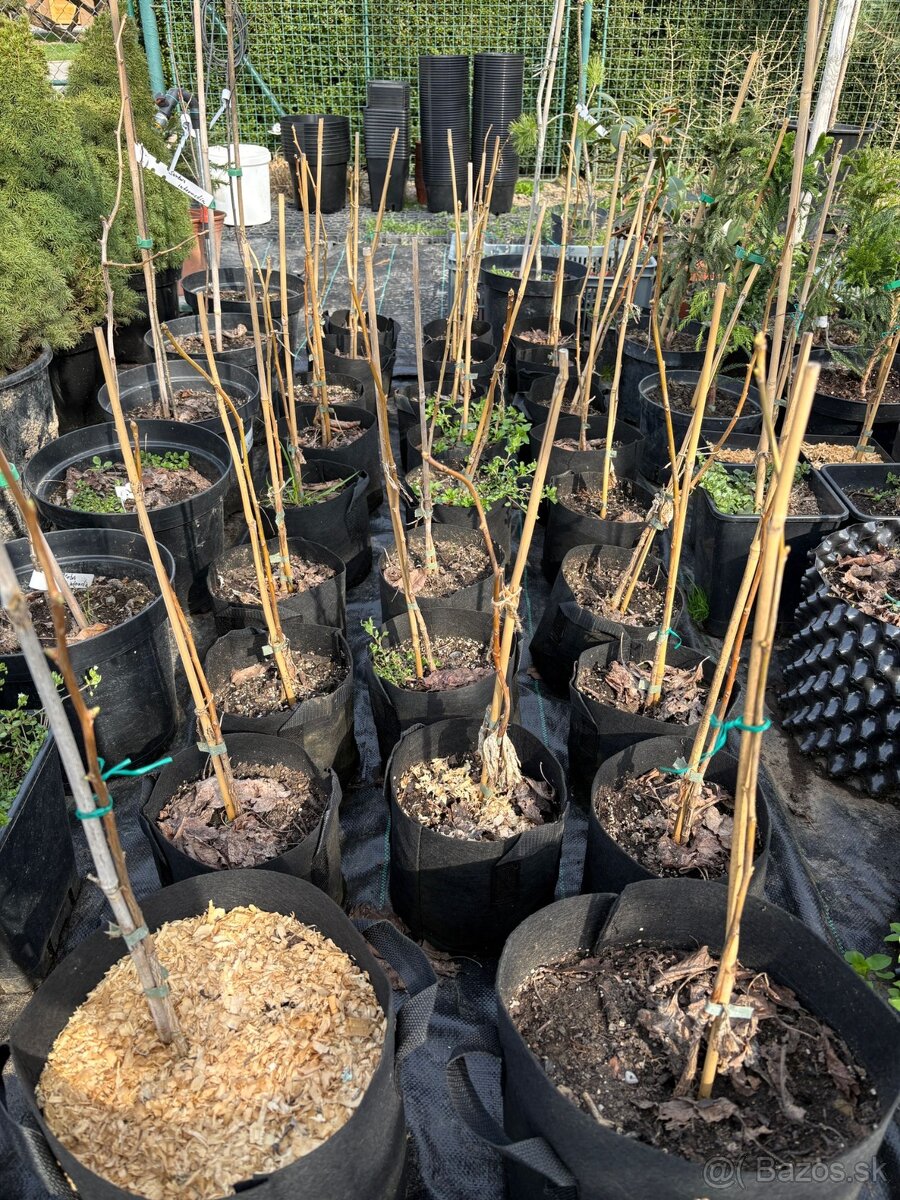 Ginko biloba - 2