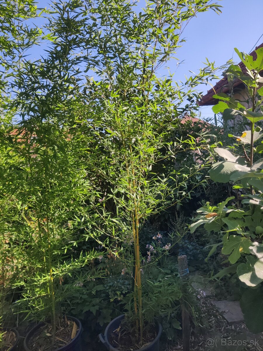 Bambusy/paulownia - 2