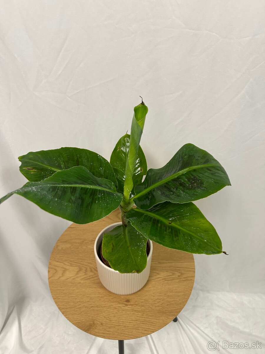 Musa Tropicana-Banánovník - 2