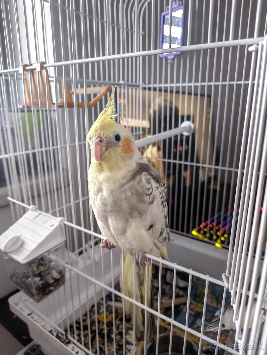 Korely - 2