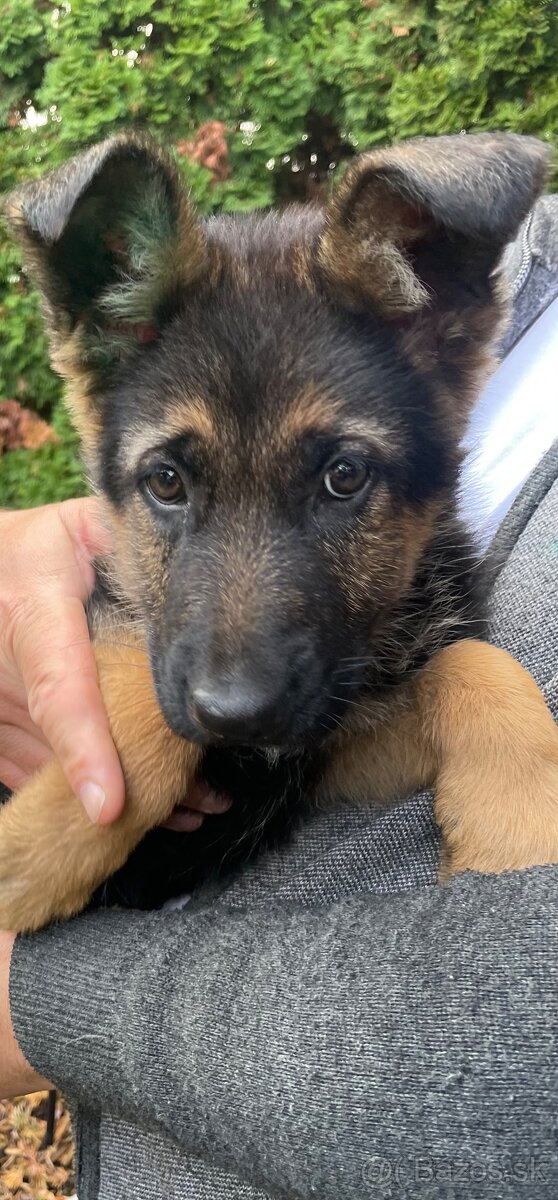 Nemecký ovčiak.s pp - 2