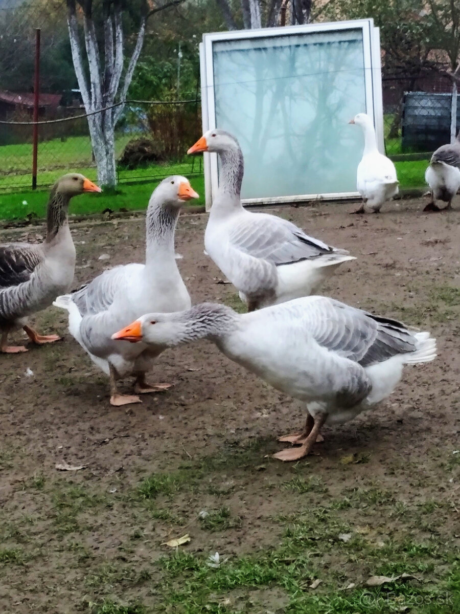 Predám mladé husi - 2