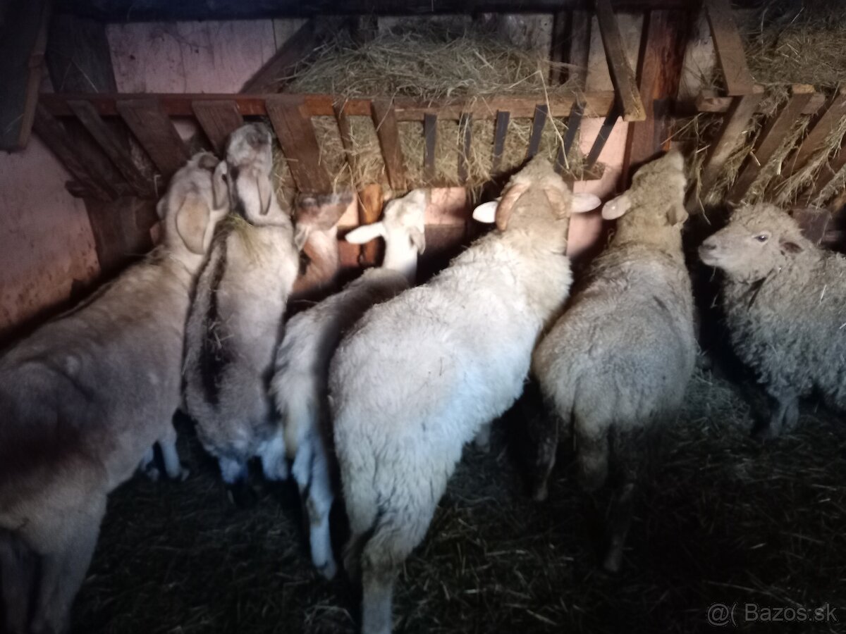 Predám barana - 2
