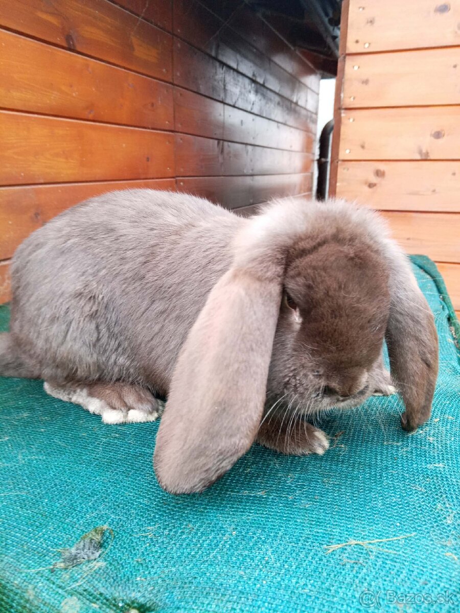 Francúzsky baran Havana - 2