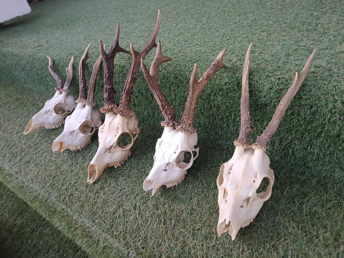 Parohy, zhody, trofeje, srnce - 2