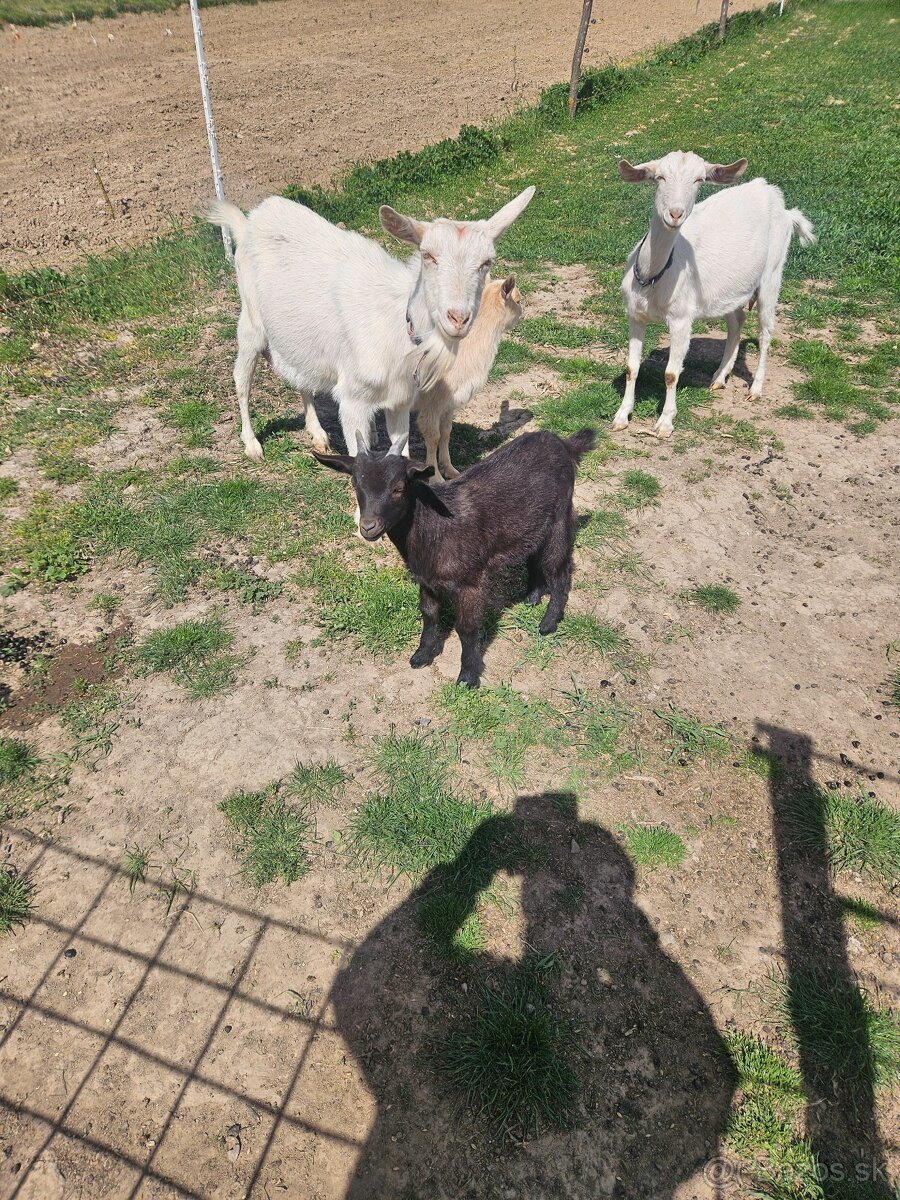Predam mlade kozičky - 2