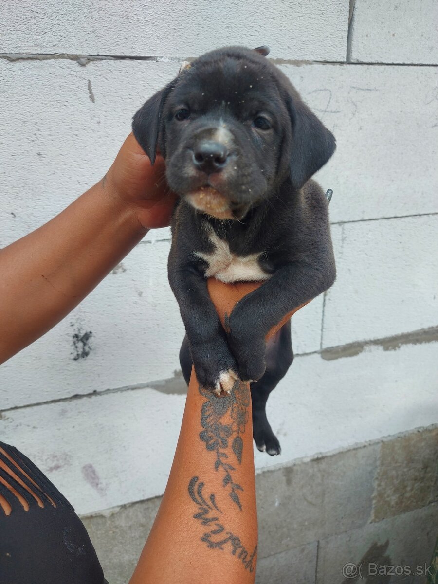 cane corso - 2