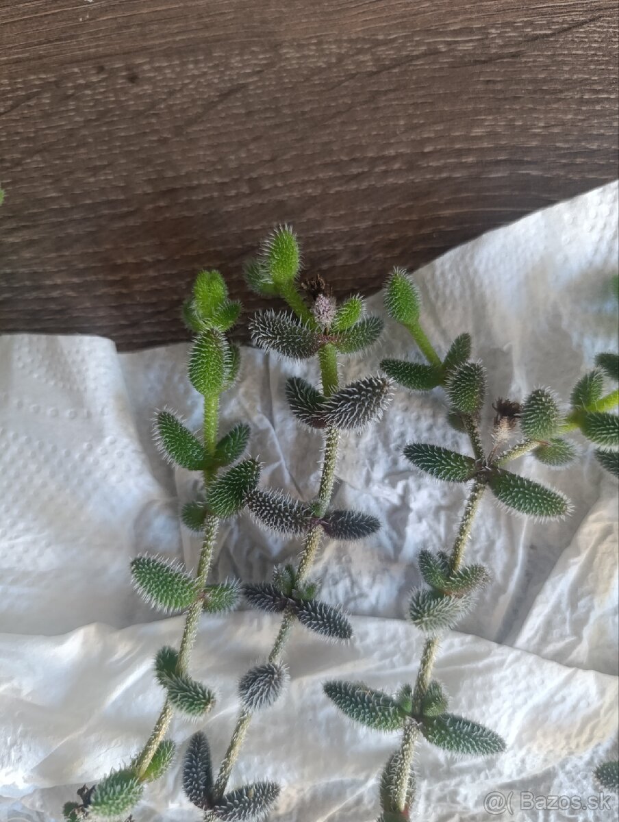 Delosperma echinatum - 2