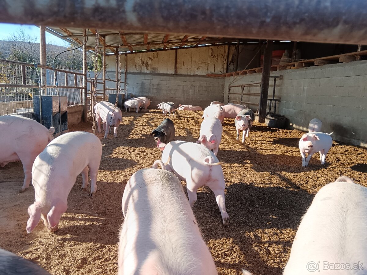 Predám ošípané AKCIA 🐽 - 2