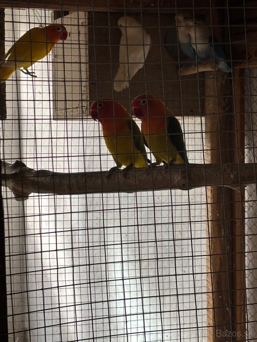 Agapornis fischer - 2