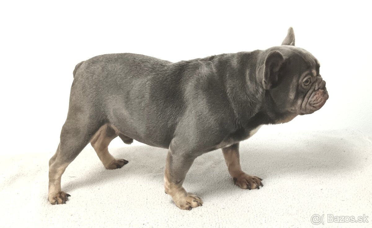 Francúzsky buldoček - 2