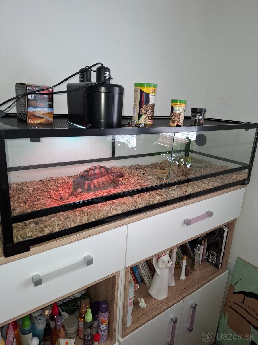 Predam korytnačku vrubenu - 2