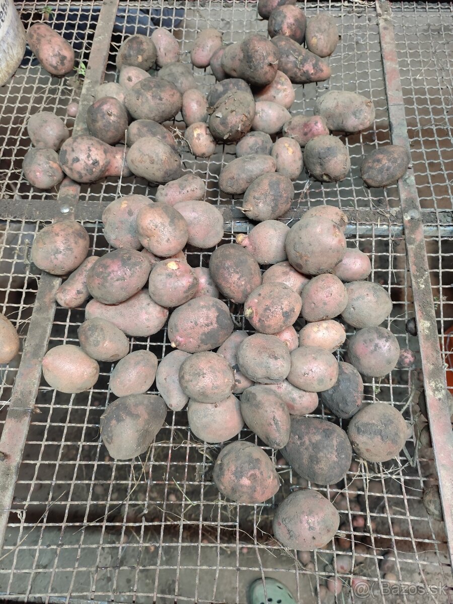 Predám zemiaky - 2