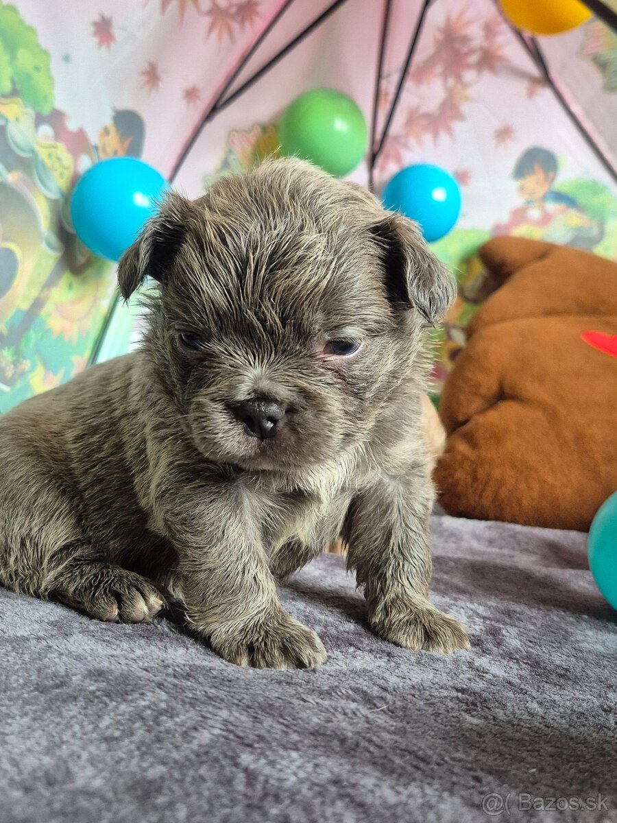 Fluffy francúzsky buldoček s PP - 2