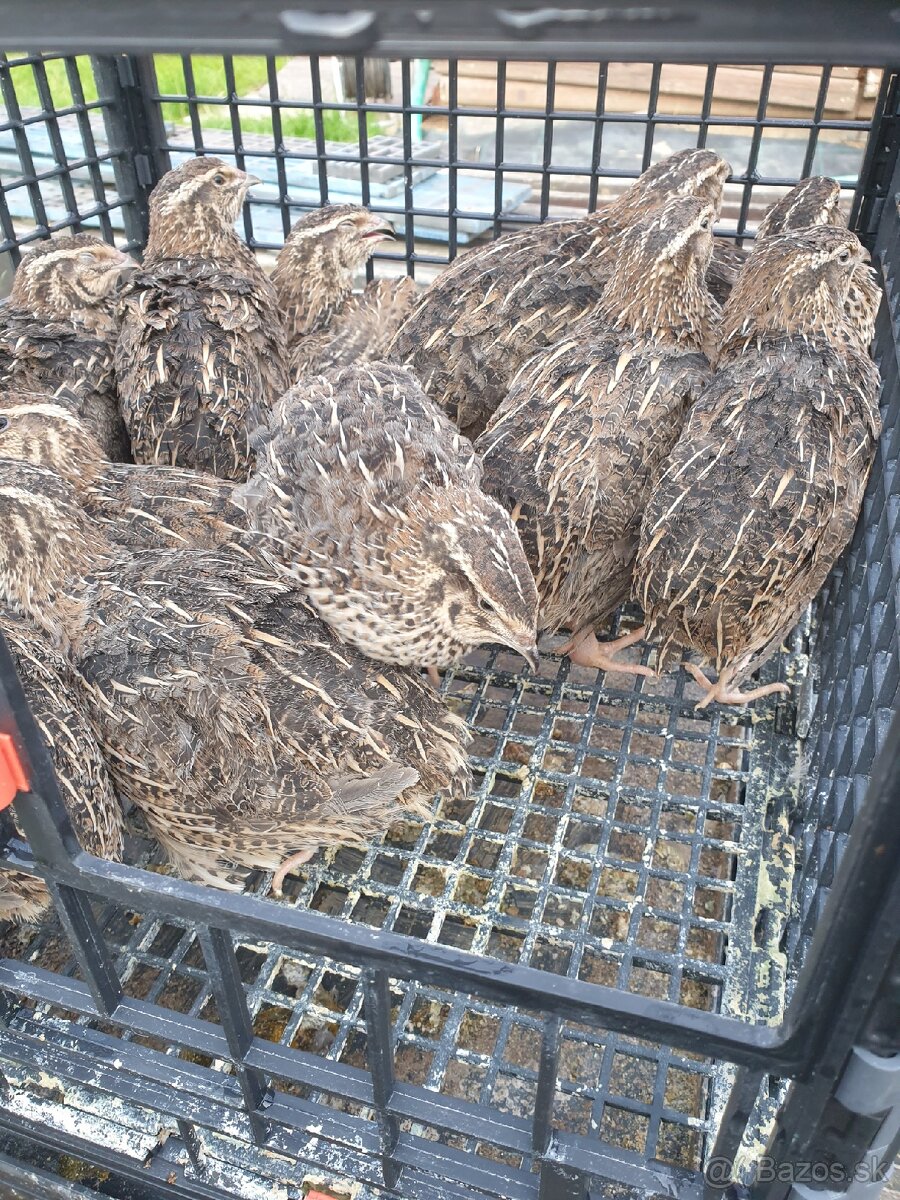 Japonské prepelice faraon - 2