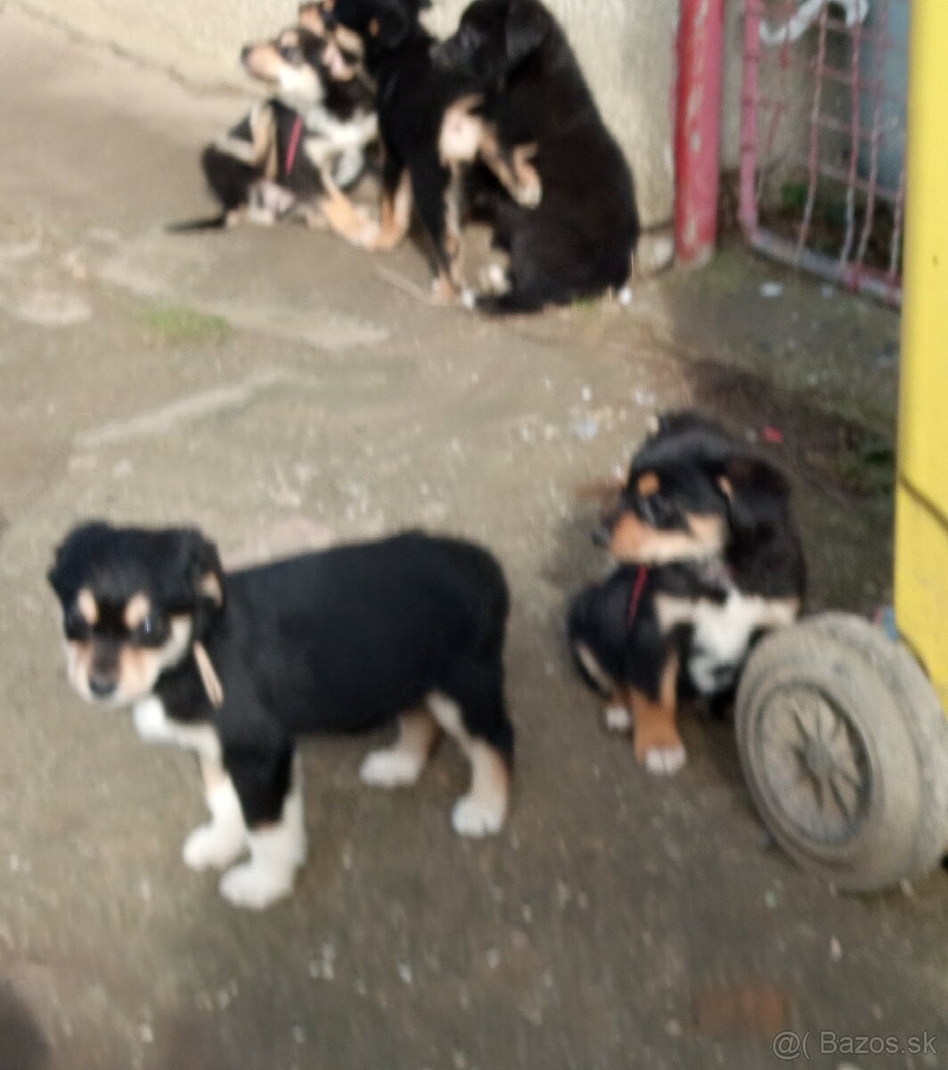 Šteniatka 2 mesačne - 2