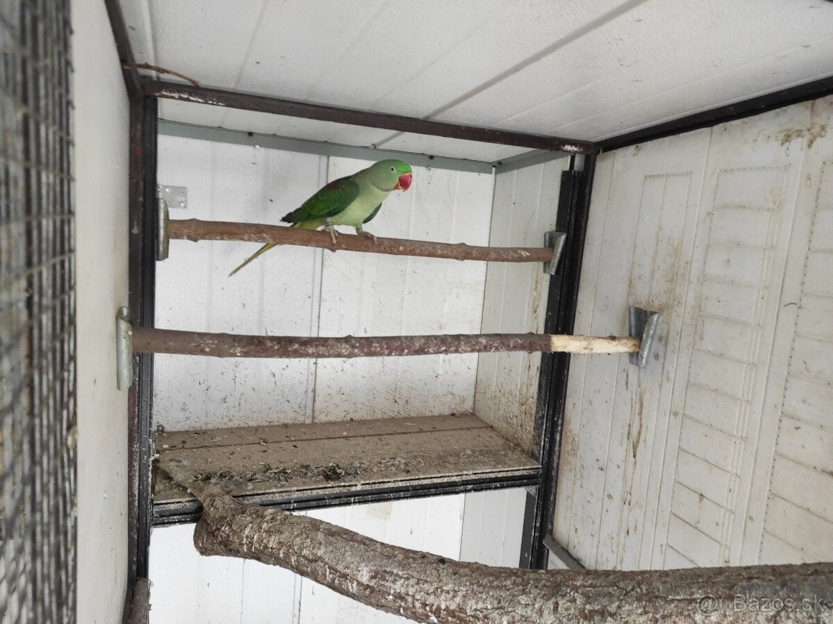 Alexander velký - 2