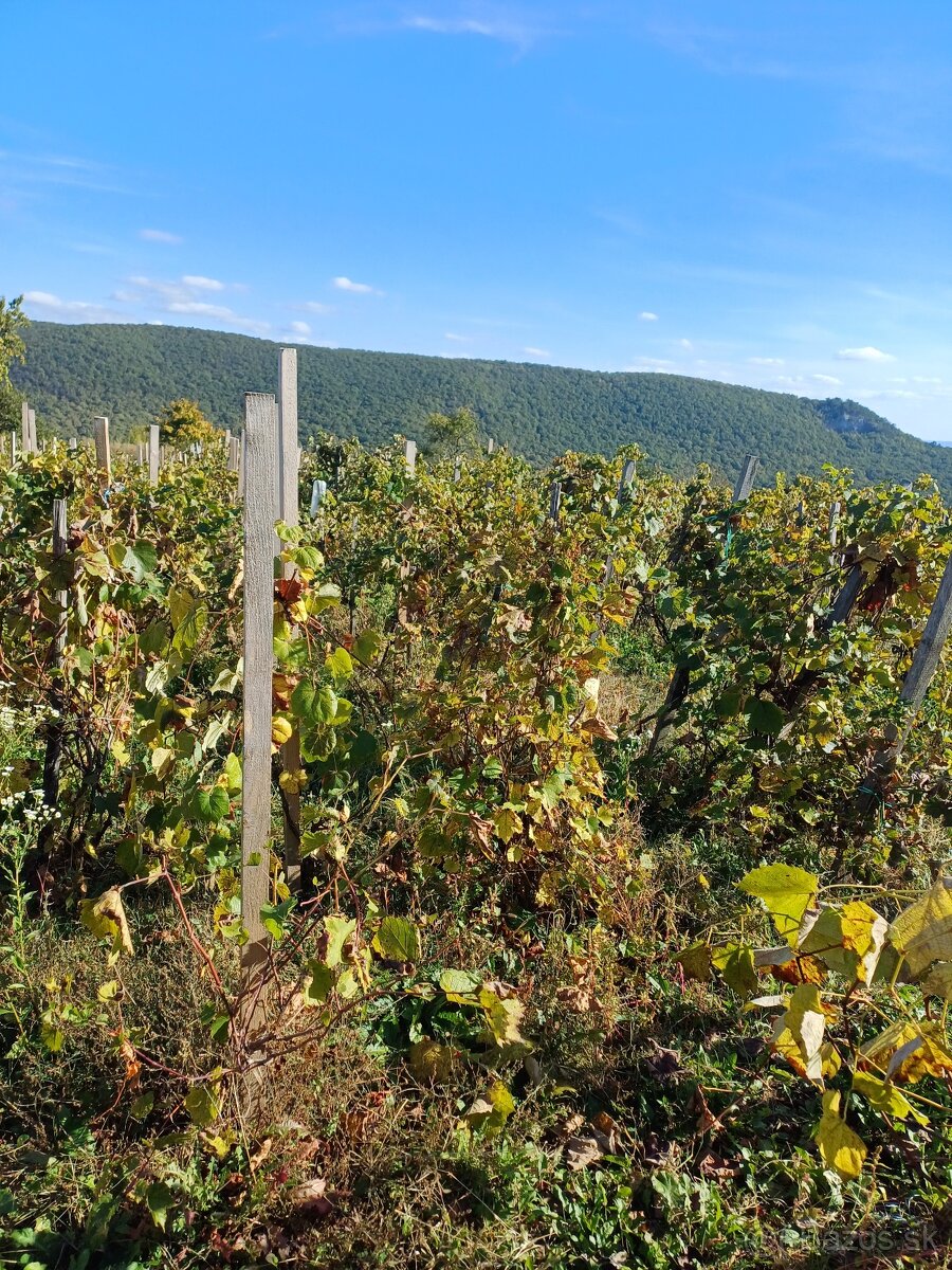 VINOHRAD NA PREDAJ - 2