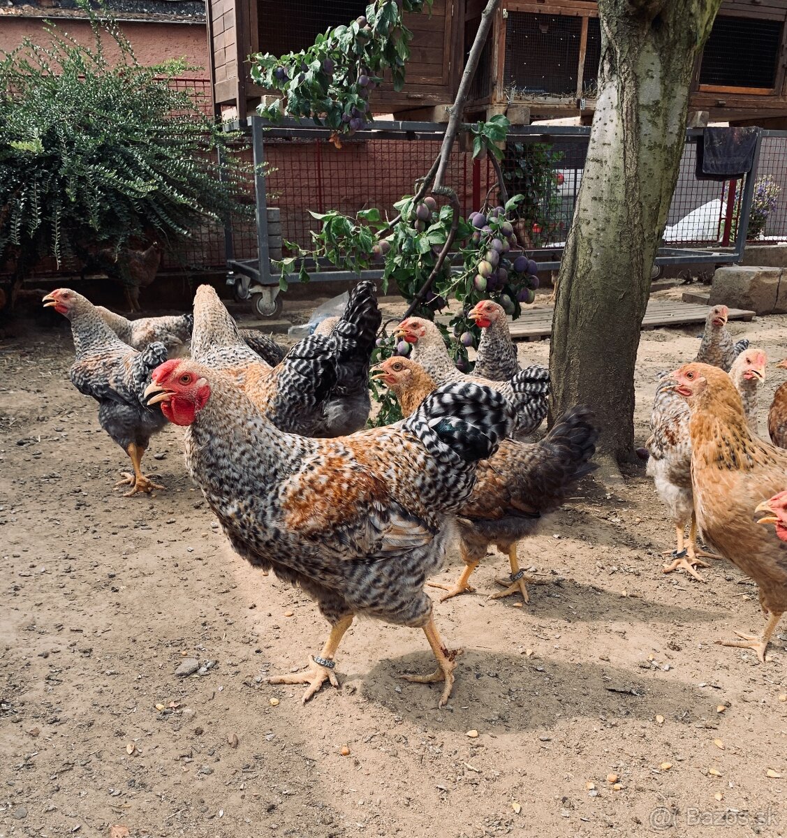 Oravka rodovosfarbena - 2
