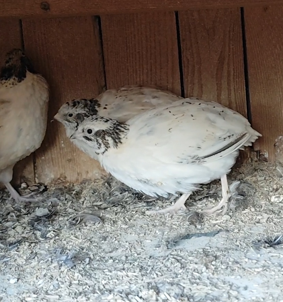 Kohuti prepelica japonska - 2