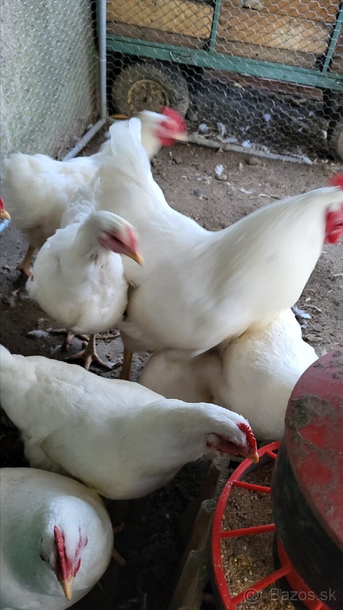 Kohut plymutka biela - 2