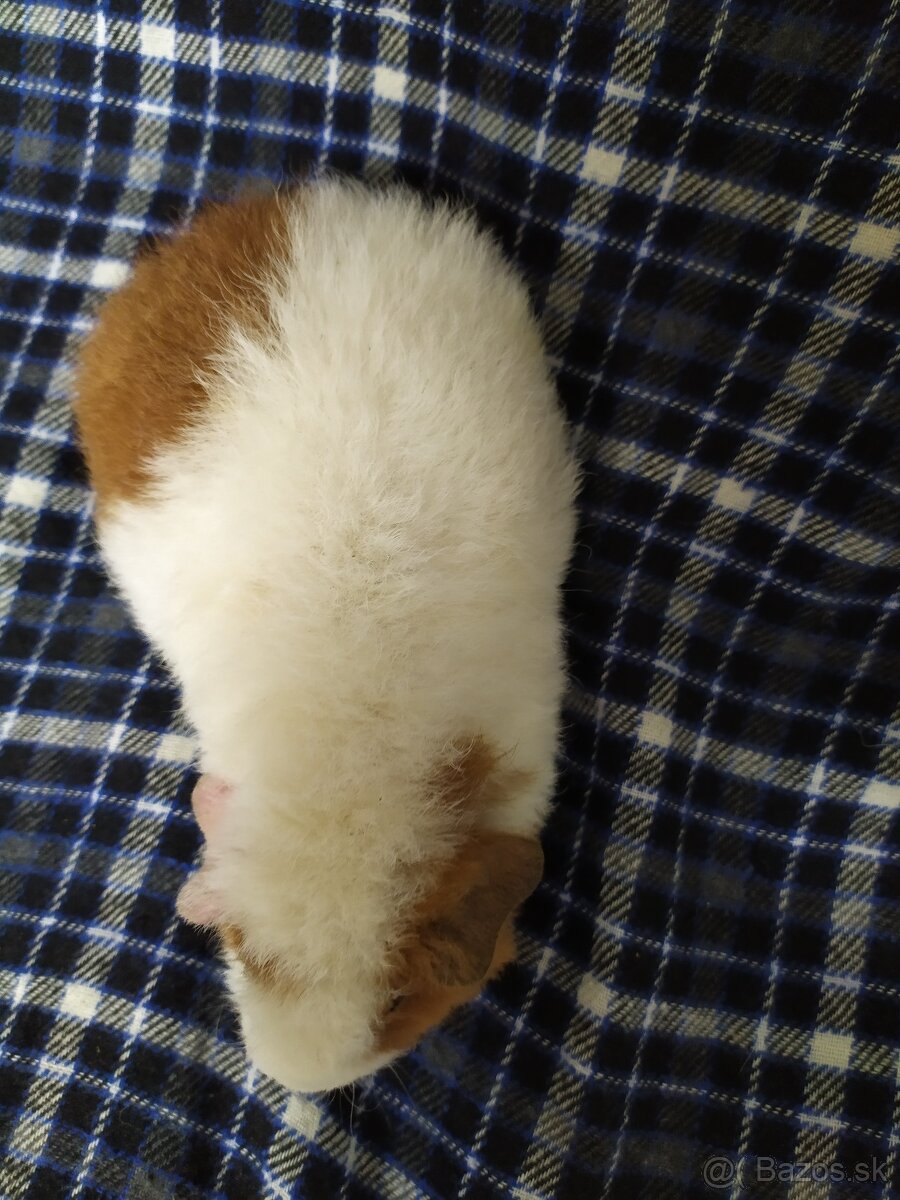 samice US teddy morce - 2