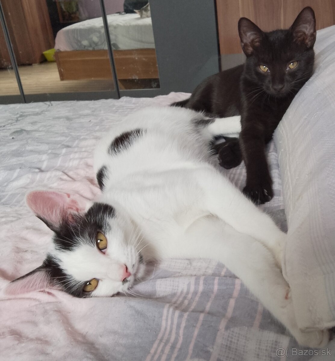 6 mesačné mačiatka - 2