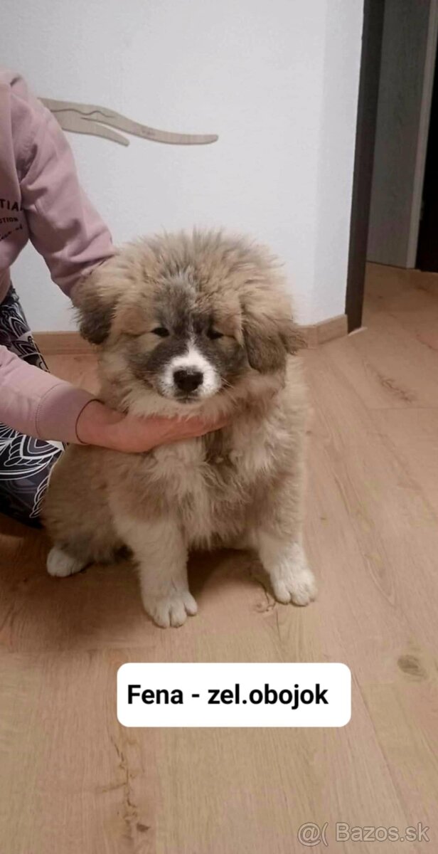 Predám šteniatka Akita inu - 2